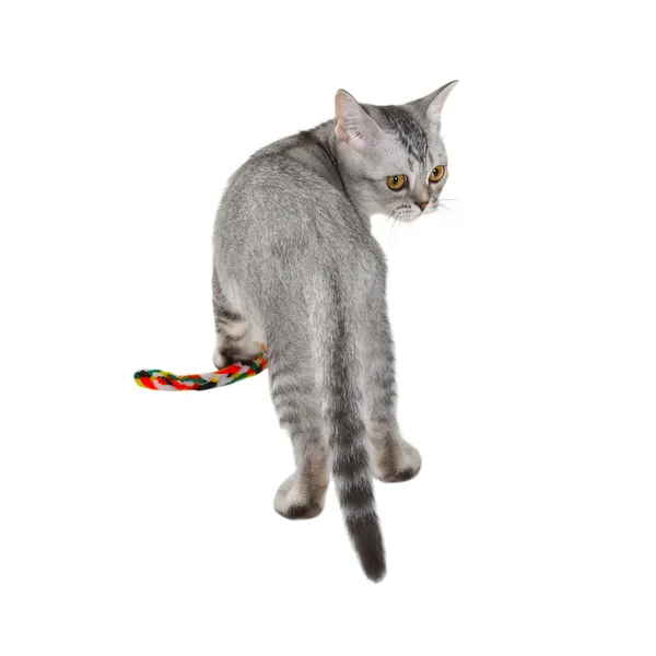 Schottisches Straight Kitten — Stockfoto