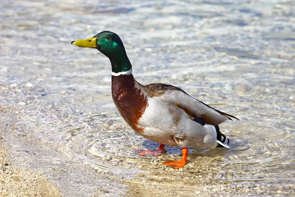 Gräsand — Stockfoto