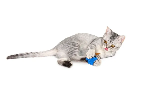 Scottish  kitten — Stock Photo, Image