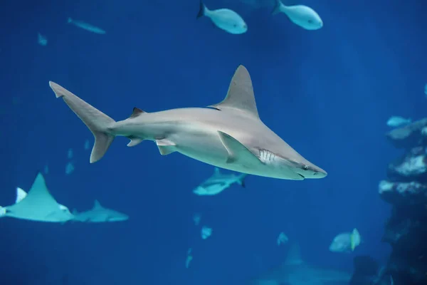Tubarão Grande Nadando Águas Rasas Com Raios Sol Imagens Royalty-Free