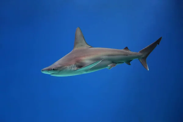 Ein Großer Hai Der Flachen Wasser Schwimmt Mit Sonnenstrahlen — Stockfoto