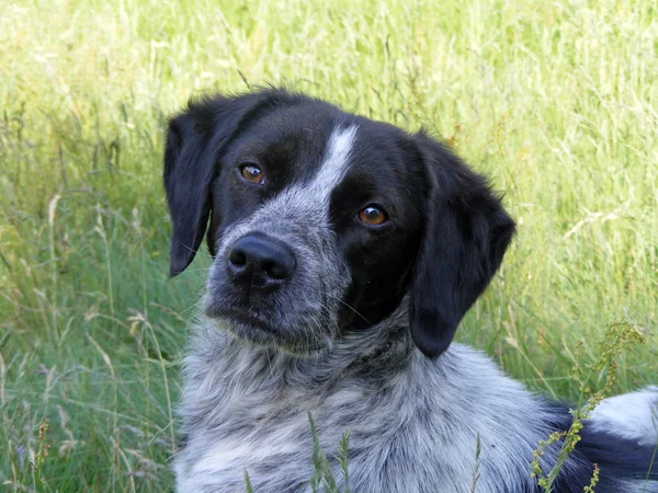 bir köpek portre