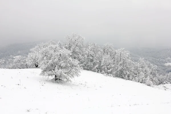 Winter idyll — Stock Photo, Image