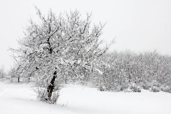 Ідилія зимові — стокове фото