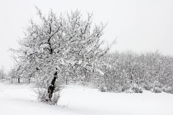 Winteridylle — Stockfoto