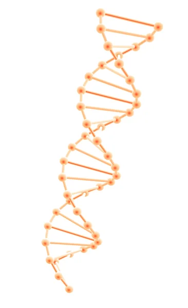 DNA modeli