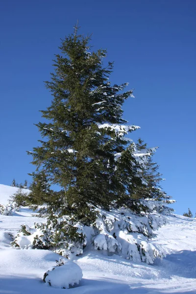 Одна Высокая Красивая Ель Покрыта Снегом Фоне Голубого Неба Зима — стоковое фото