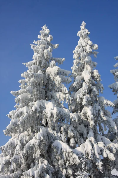 Zwei Hohe Schöne Tannen Sind Mit Schnee Bedeckt Vor Blauem — Stockfoto