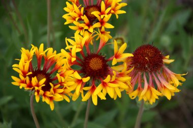 Four beautiful flowers with a convex double center and red-yellow funnel-shaped petals. Perennial plant - Gaillardia. Summer flowers. Top view