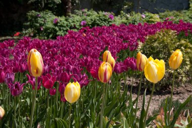 Yalta, Kırım Özerk Cumhuriyeti, Ukrayna - 01 Mayıs 2010: Çiçek açan laleler. Nikita Botanik Bahçesi 'nde lale geçidi, Yalta, Kırım. Bahar. Bahar arkaplanı.