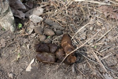 Dog shit lies on the ground in street. Uncleaned dog poop. Outdoor.