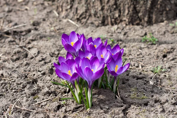 Mor kroket buketi. Kırık toprağın arka planına karşı ilk bahar çiçekleri. Ön manzara. Mesaj için yer. Bahar arka planı. Seçici odak