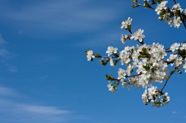 Narin beyaz kiraz çiçekleri olan doğal bir arka plan. Mavi gökyüzüne karşı kiraz çiçeği dalları. İlkbahar. Paskalya ve bahar tebrik kartları. Metin için yer.