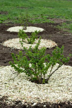 Mulching of cultivated plants is an effective method of maintaining moisture, soil looseness, and weed control. gooseberry bushes growing in the garden are mulched with sawdust. Spring. farming time