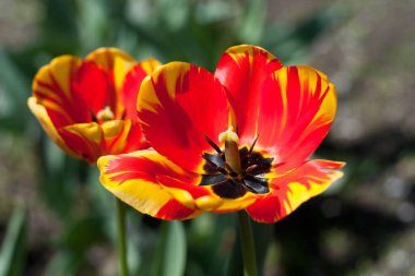 Bahçede kırmızı-sarı renkli güzel çiçek laleleri. Bahar arka planı. yakın plan.