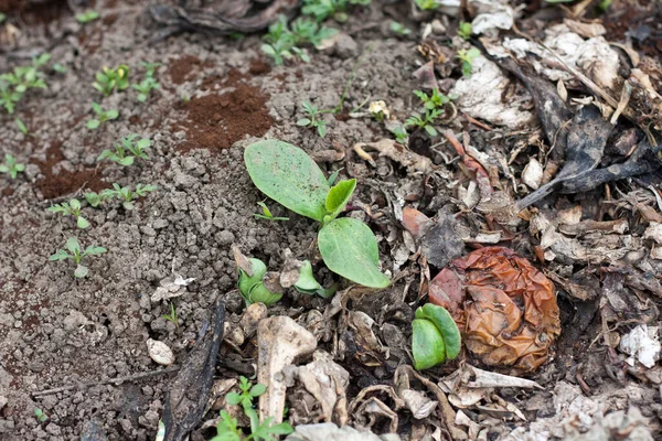 Jeune Plante Poussant Sur Tas Compost Déchets Cuisine Pourris Avec — Photo