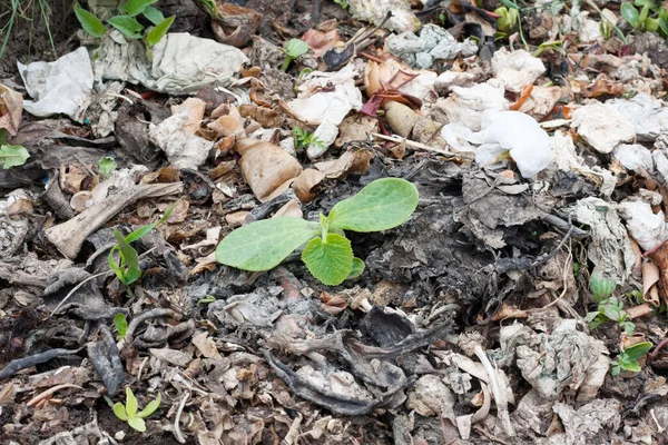 Tanaman Muda Tumbuh Tumpukan Kompos Sisa Dapur Membusuk Dengan Sampah — Stok Foto
