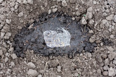 Bahçedeki toprağa sargı beziyle roka tohumu ekiyorum. Evde bahçıvanlık ve yeşillik yetiştirme kavramı. bahar çiftçiliği