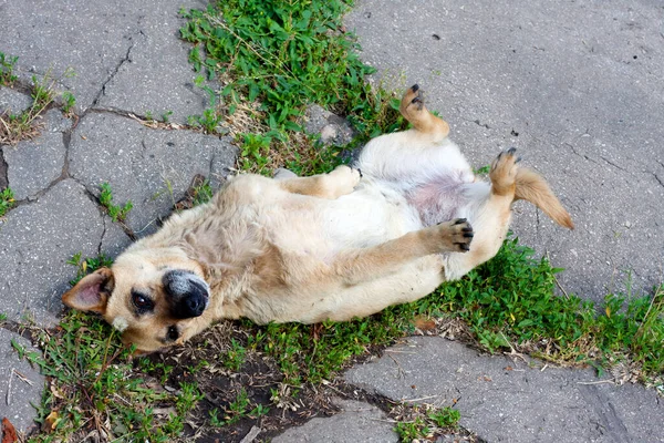Cão Rafeiro Deita Pavimento Nas Costas Patas Para Cima Cão — Fotografia de Stock