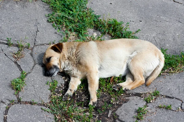 Small Mongrel Sleeps Lying Its Side Asphalt Domestic Dog Lying — Foto de Stock