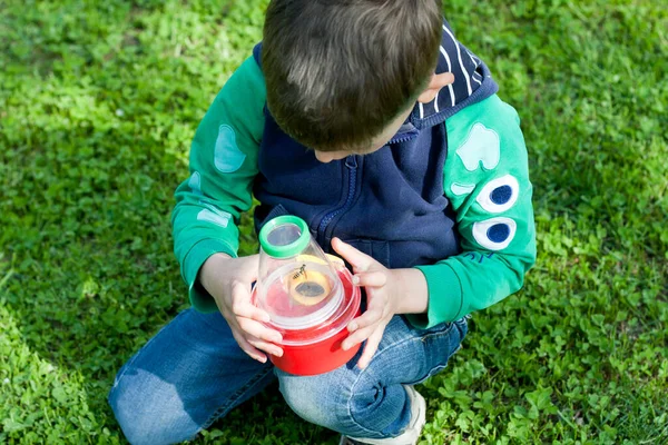 Kleuter Onderzoekt Een Bij Onder Vergroting Met Behulp Van Een — Stockfoto