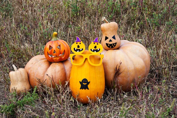 group of large and small pumpkins in field. Pumpkins are decorated for Halloween celebration. Autumn harvest of organic ripe pumpkins.