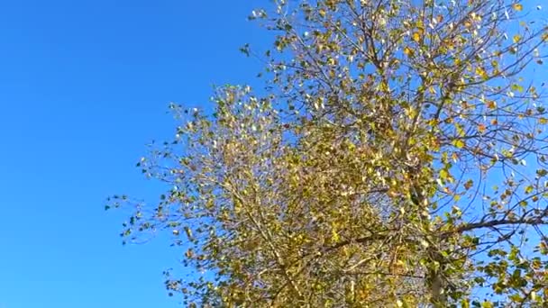 Vista Inferior Árbol Alto Con Hojas Amarillas Contra Cielo Azul — Vídeos de Stock