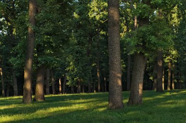 Güneş ışınları ile taze yeşil orman