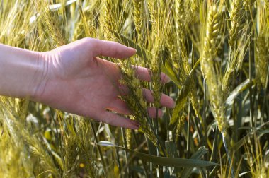bir buğday tarlasında el.