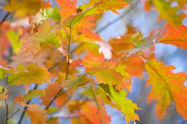 Autumn leaves — Stock Photo, Image