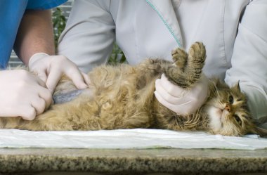 yaralı kedi yanında veterinarians muamele