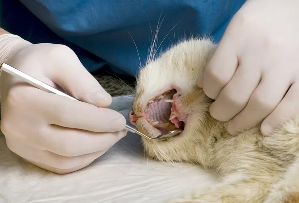 Veterinární lékař čištění zubů na kočku — Stock fotografie