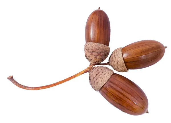 Three acorns on a white background — Stock Photo, Image