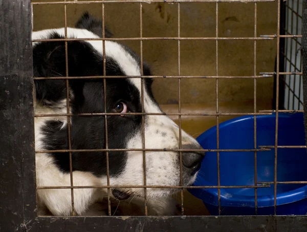 The dog sitting in a cage. — Stock Photo, Image