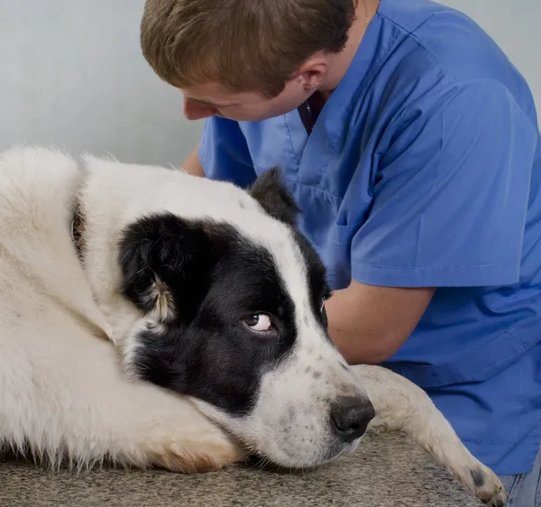Médico veterinário fazendo um check-up — Fotografia de Stock