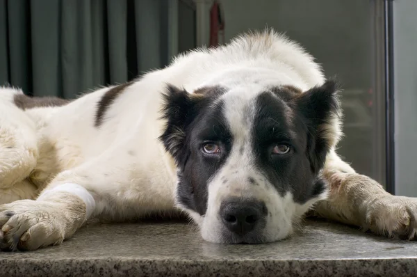 Kranker Hund in Tierklinik — Stockfoto