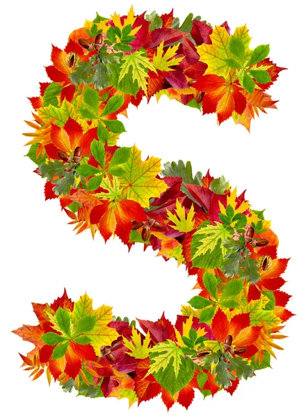 S, alfabet jesień na białym tle — Zdjęcie stockowe