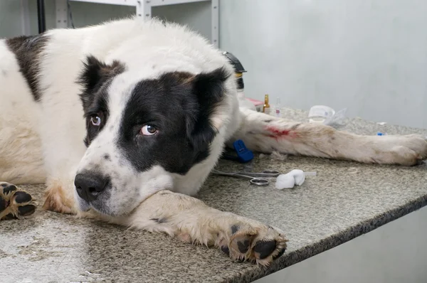 獣医診療所で病気の犬を — ストック写真