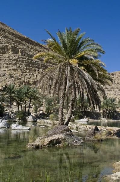 Oasis dans le désert d'Oman — Photo