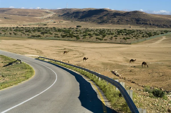 Umman çölde yol — Stok fotoğraf