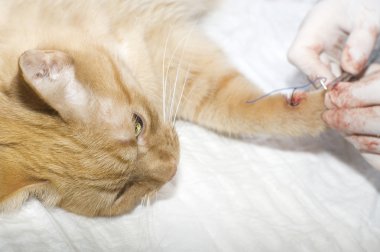 yaralı kedi yanında veterinarians muamele