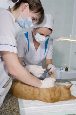 yaralı kedi yanında veterinarians muamele
