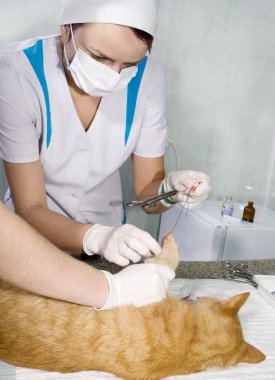 yaralı kedi yanında veterinarians muamele
