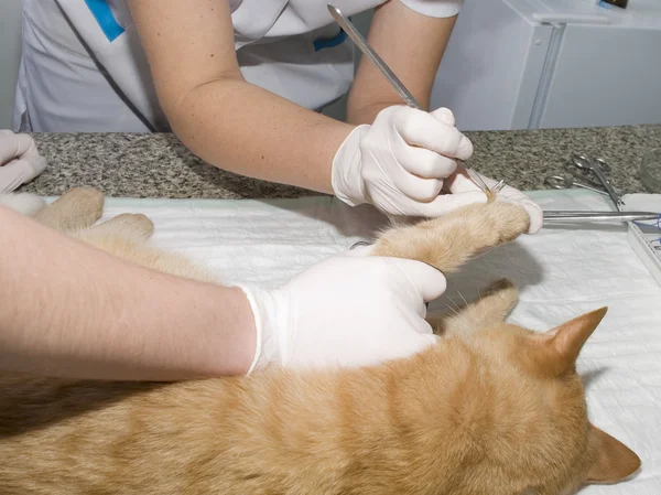 Állatorvosok által kezelt sebesült macska — Stock Fotó