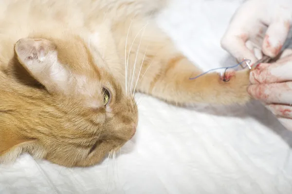 Chat blessé traité par des vétérinaires — Photo