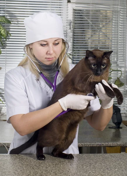 Veterinární lékař a kočka — Stock fotografie