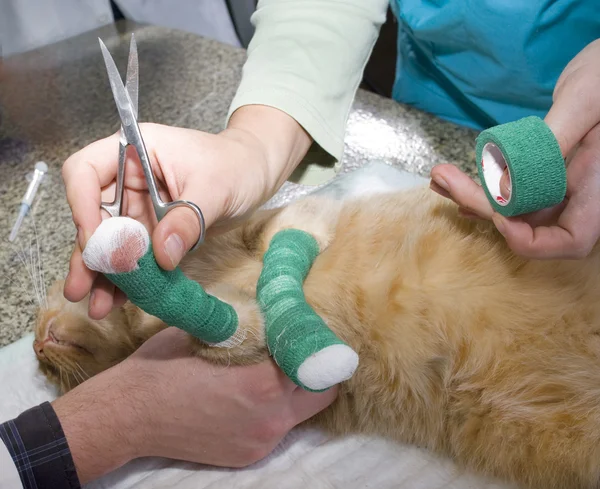 Gato ferido tratado por veterinários — Fotografia de Stock