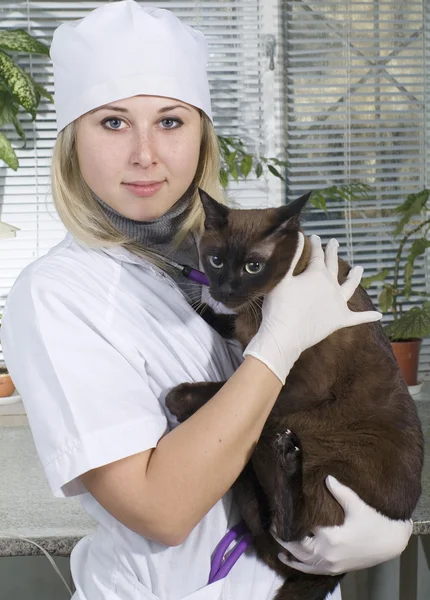 Κτηνίατρος γιατρός και μια γάτα — Φωτογραφία Αρχείου