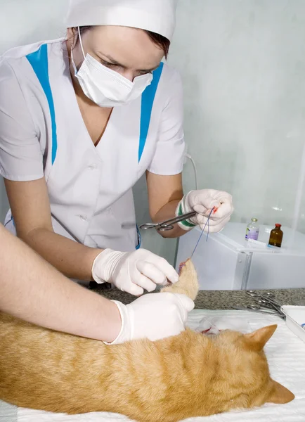 Sårade katt behandlas av veterinärer Stockfoto