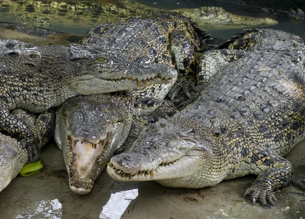 Wildlife crocodiles — Stock Photo, Image